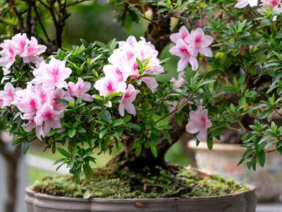 Adenium Plants Buy Online